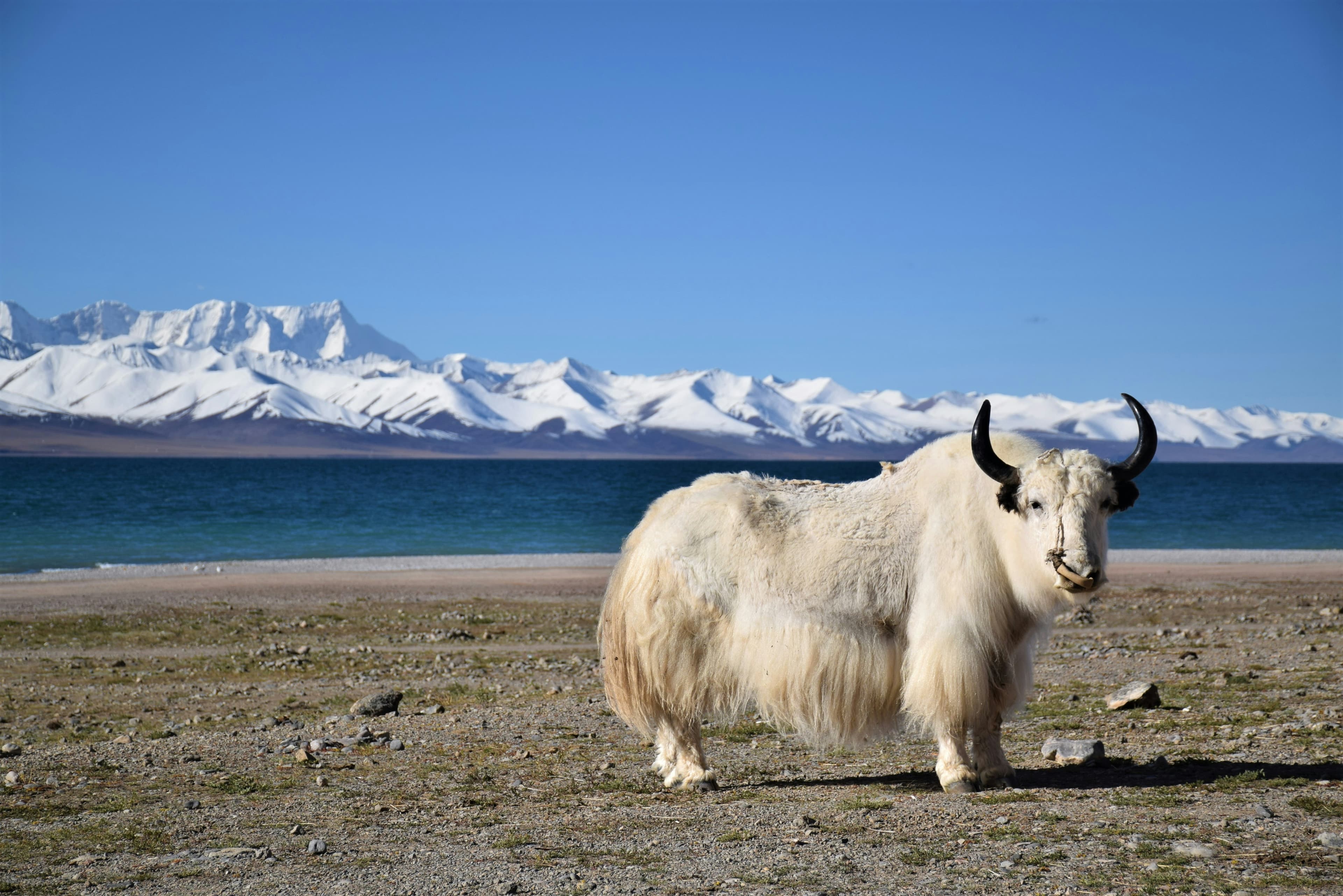 Namtso Lake